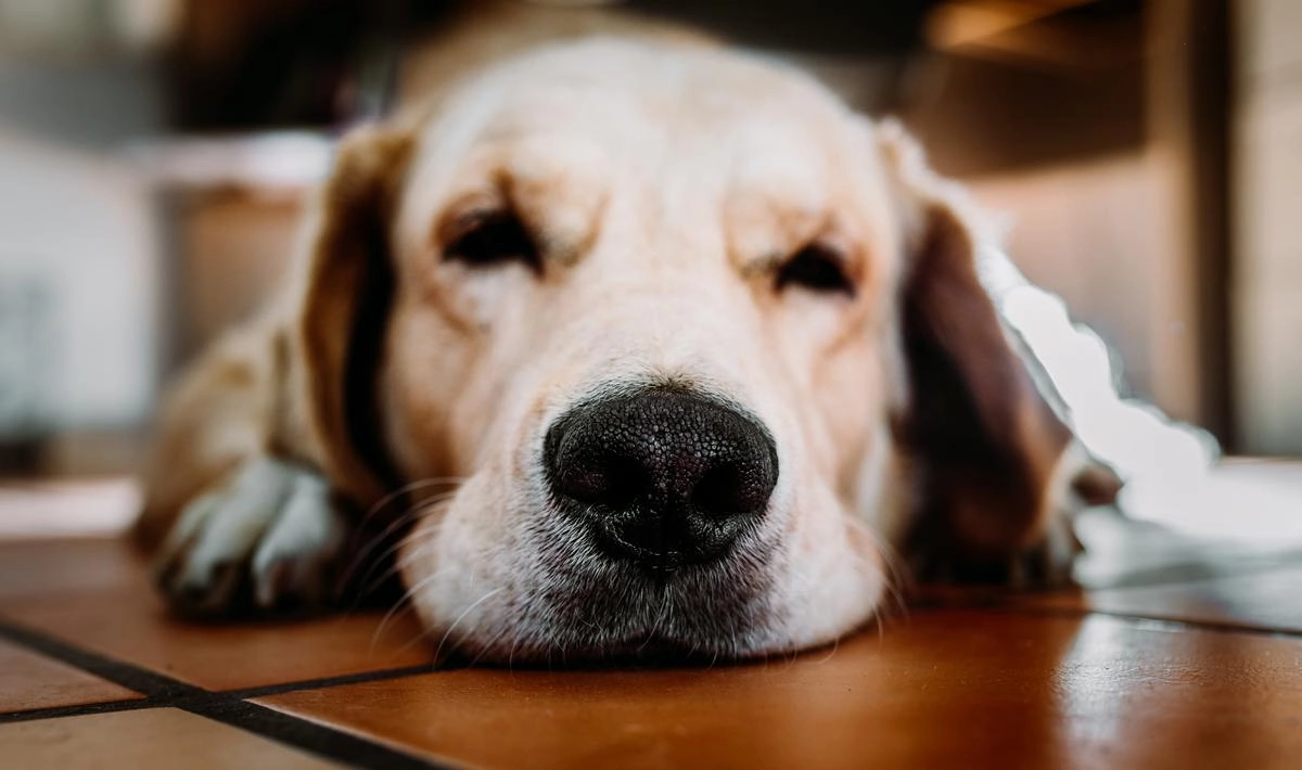 Нос собаки может быть сухим и теплым вне зависимости от состояния здоровья