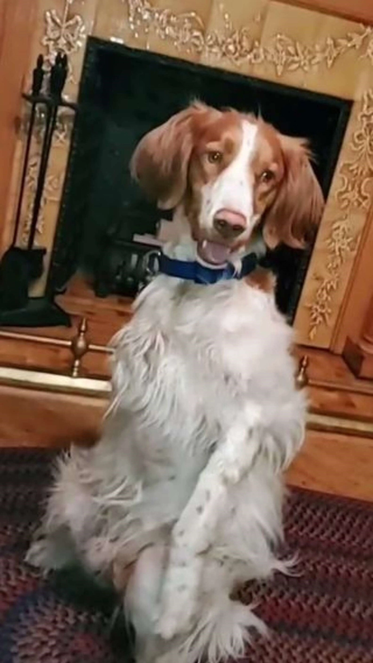 Даже после аварии Декстер оставался жизнерадостным псом