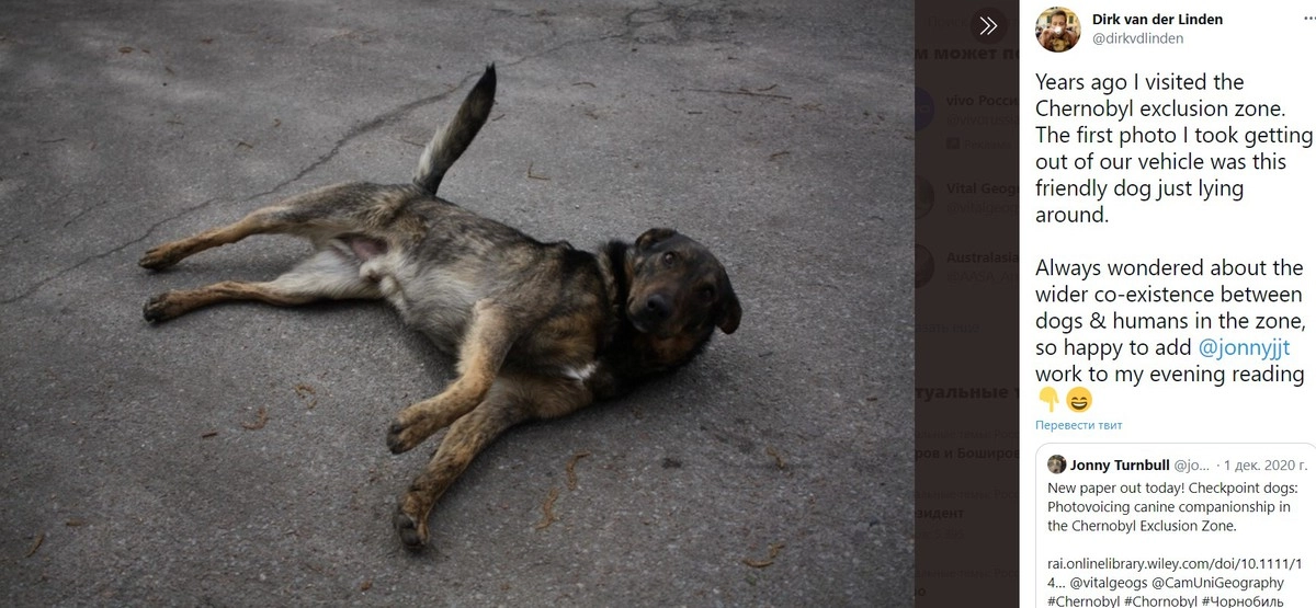 Охранники помогают пёсилям как могут: кормят их, вакцинируют и убирают с шерсти клещей