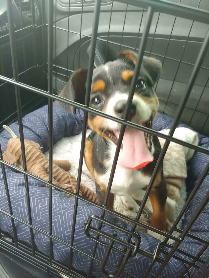 «Это мой новый друг Харви через несколько минут после того, как я забрал его из приюта»