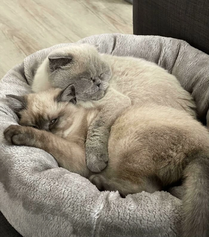 «Мы привезли его домой две недели назад. Это его первая обнимашка»