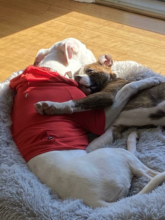 «Нашей собаке сразу понравился новый щенок»