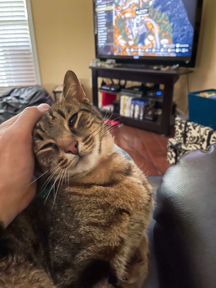 «Кажется, он наконец-то начал чувствовать себя достаточно комфортно в новом доме»