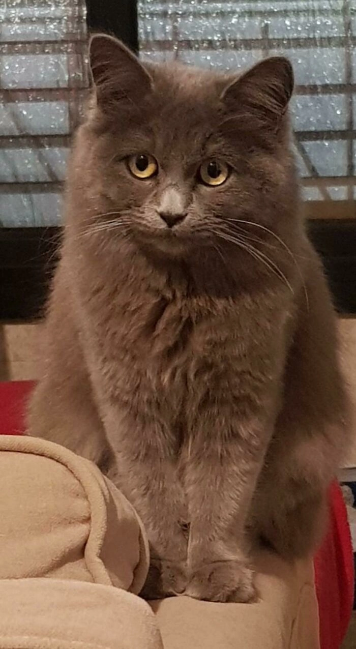 «Эта малышка каждый день залазила к нам в окно. В конце концов мы оставили ее у себя»