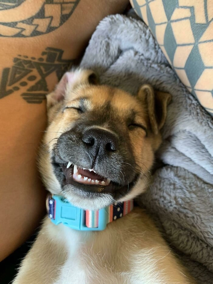 «Вчера я забрал эту милую девочку из приюта»