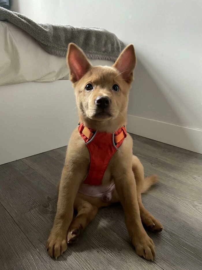 «Это Харибо, мой пятый щенок»