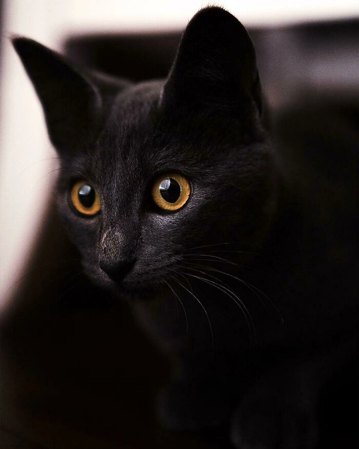 «Это Кики, мой новый питомец из приюта»