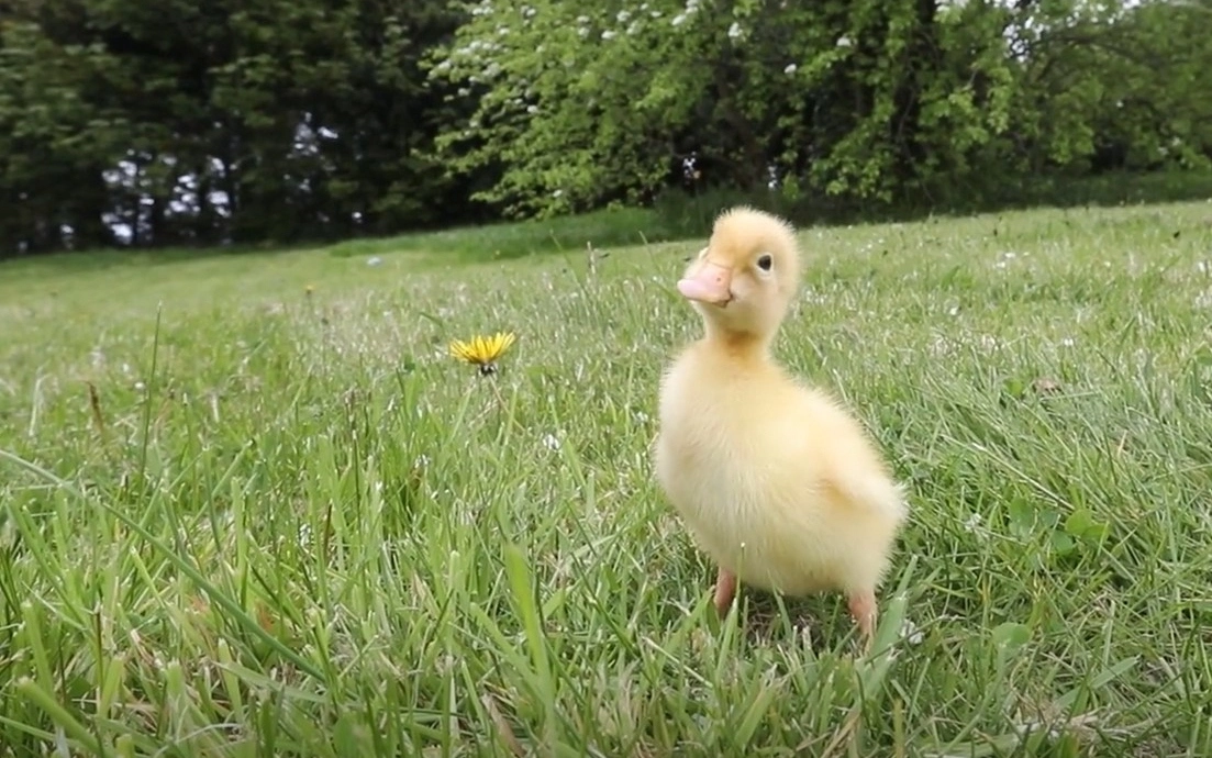 Через 28 дней на одном из яиц Кэмерон заметил маленькие трещины, а спустя 48 часов начал вылупляться утенок Через 28 дней на одном из яиц Кэмерон заметил маленькие трещины, а спустя 48 часов начал вылупляться утенок