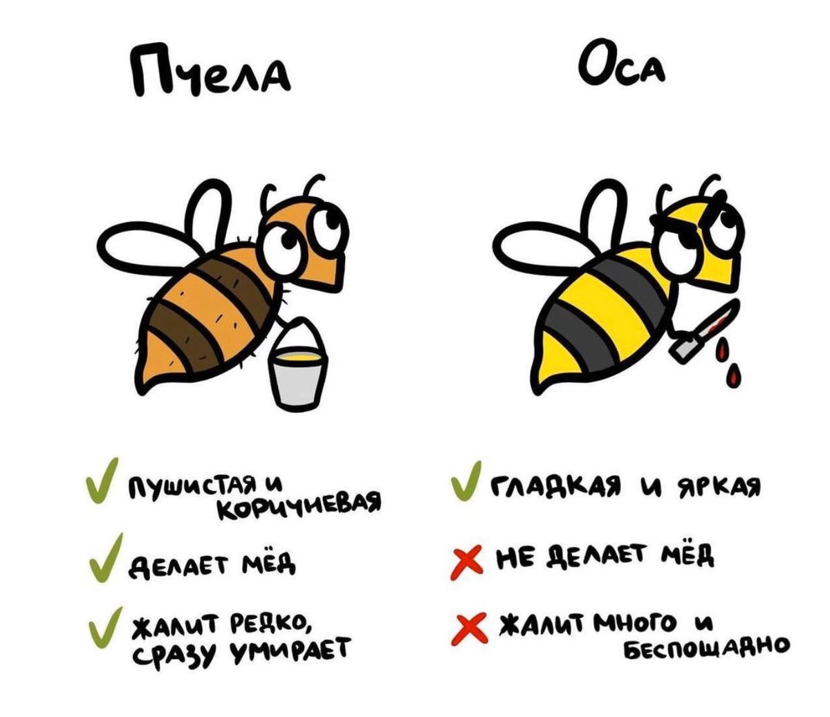Теперь вы точно отличите пчелу от осы 