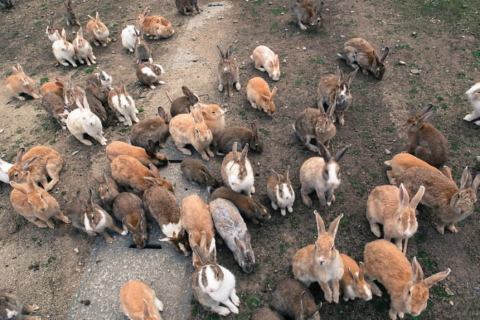 В Японии есть небольшой остров, где живут тысячи кроликов. Это очень популярное место у туристов 