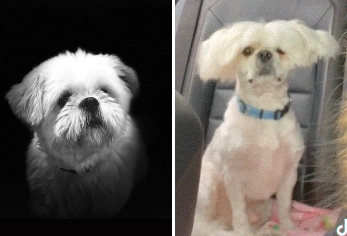 Отвели собаку к грумеру 