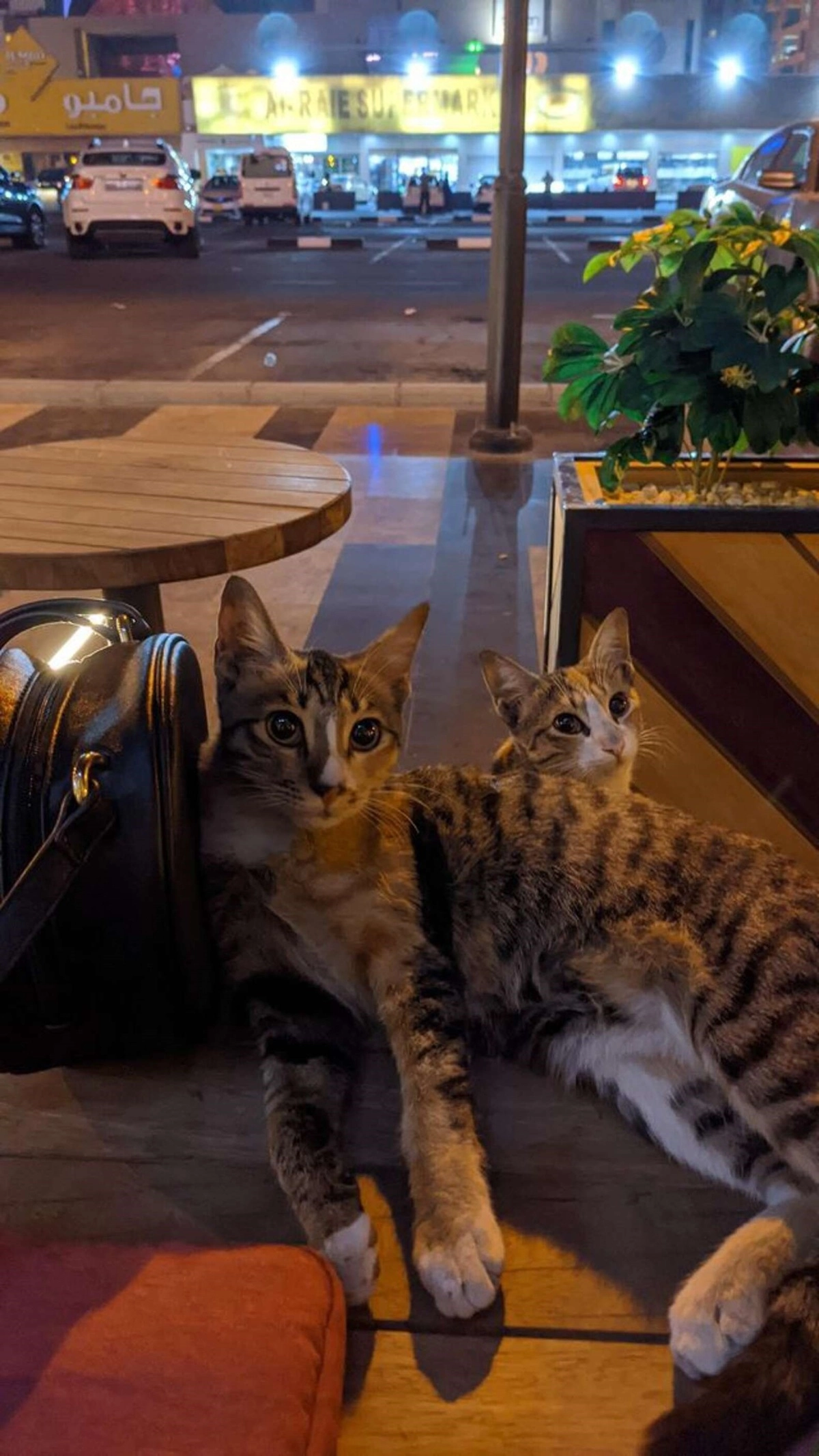 В кафе часто приходят две бездомных кошки-сестренки