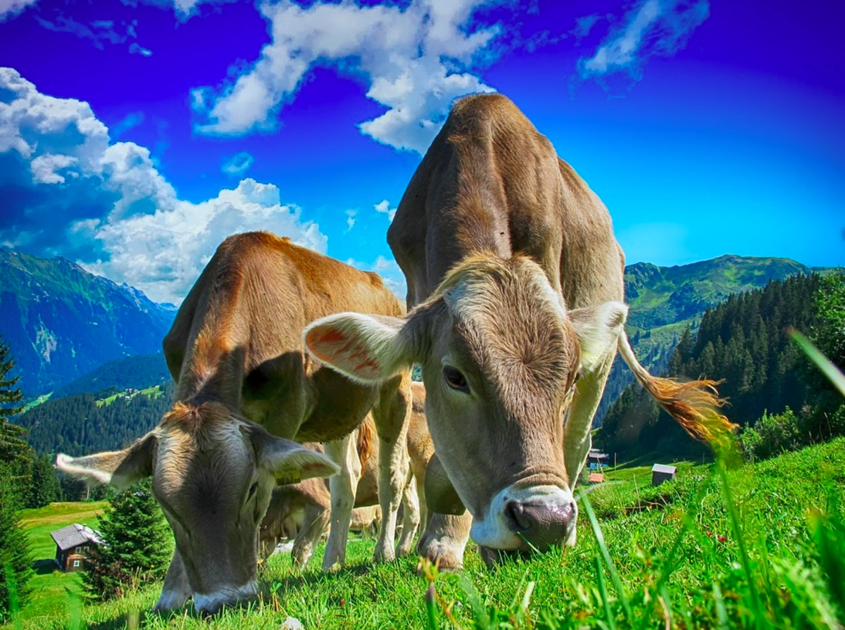 Сельскохозяйственные животные © pixabay.com