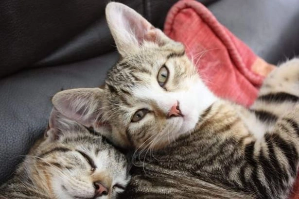 Скрампи с сестрой в детстве. Скрампи с сестрой в детстве.