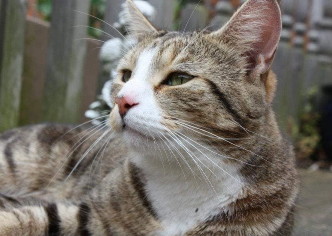 Скрампи сейчас. Скрампи сейчас.