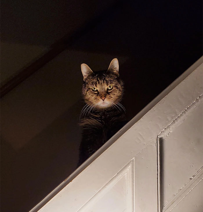 Не хотелось бы переходить дорогу этому суровому котику 