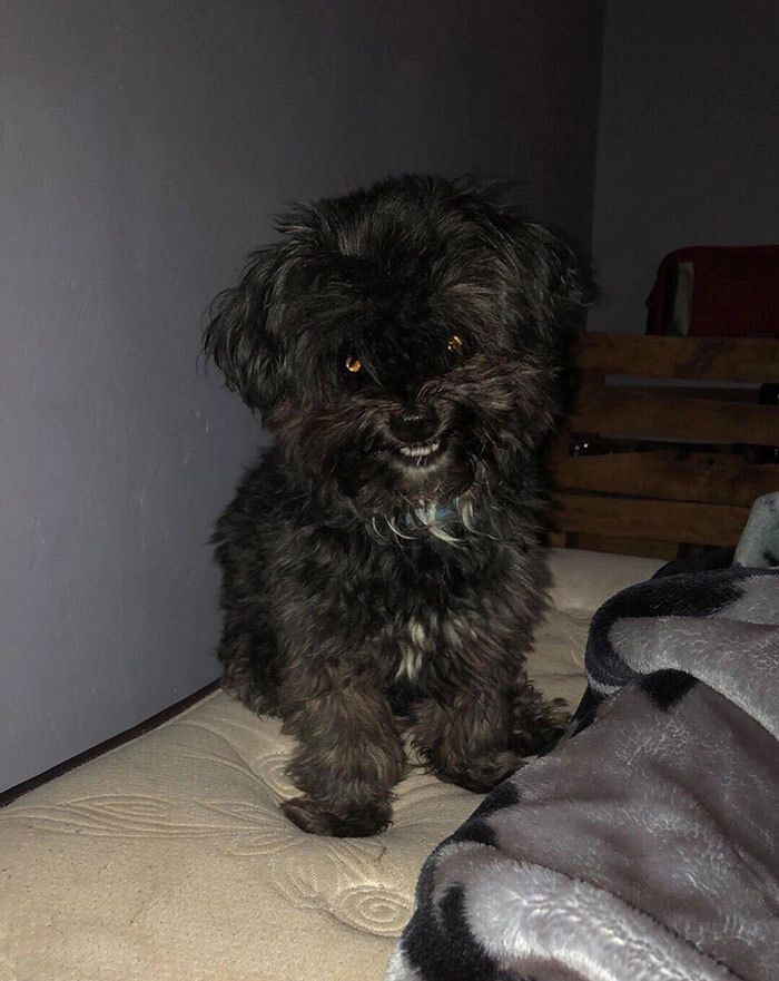 “Улыбка моего пса ужасна” 