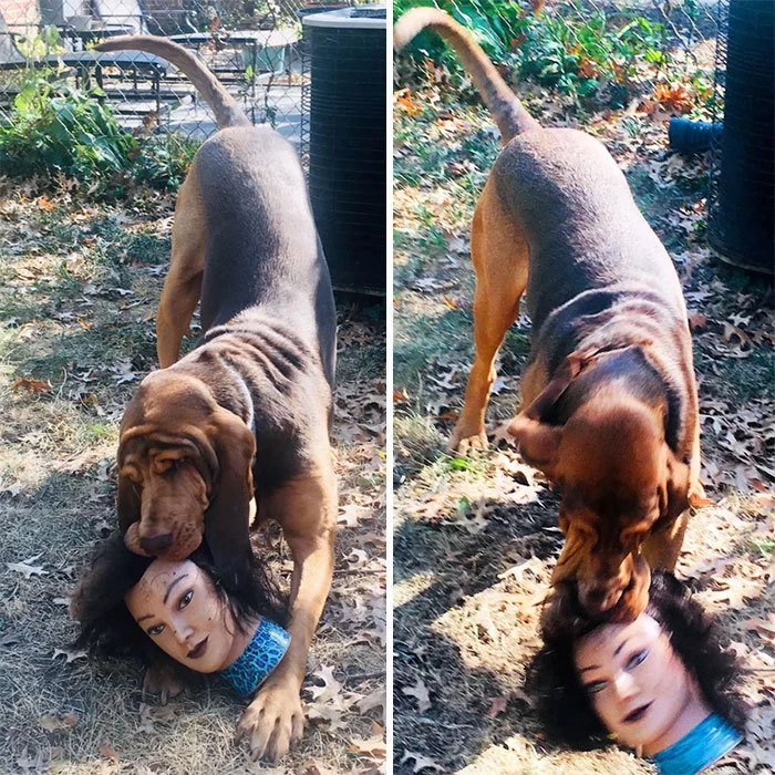 “Мой пес притащил с мусорки голову манекена, но я чуть не упала в обморок” 
