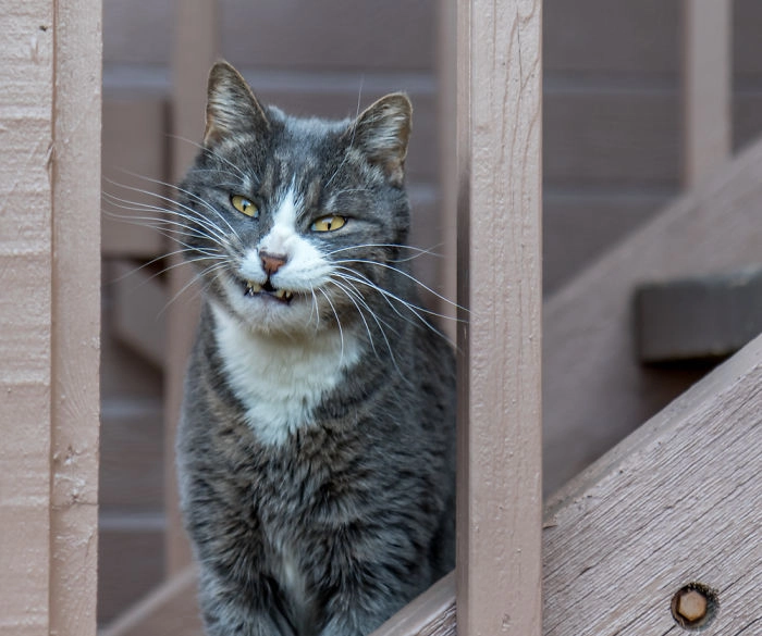 “У моих соседей живет чеширский кот” 