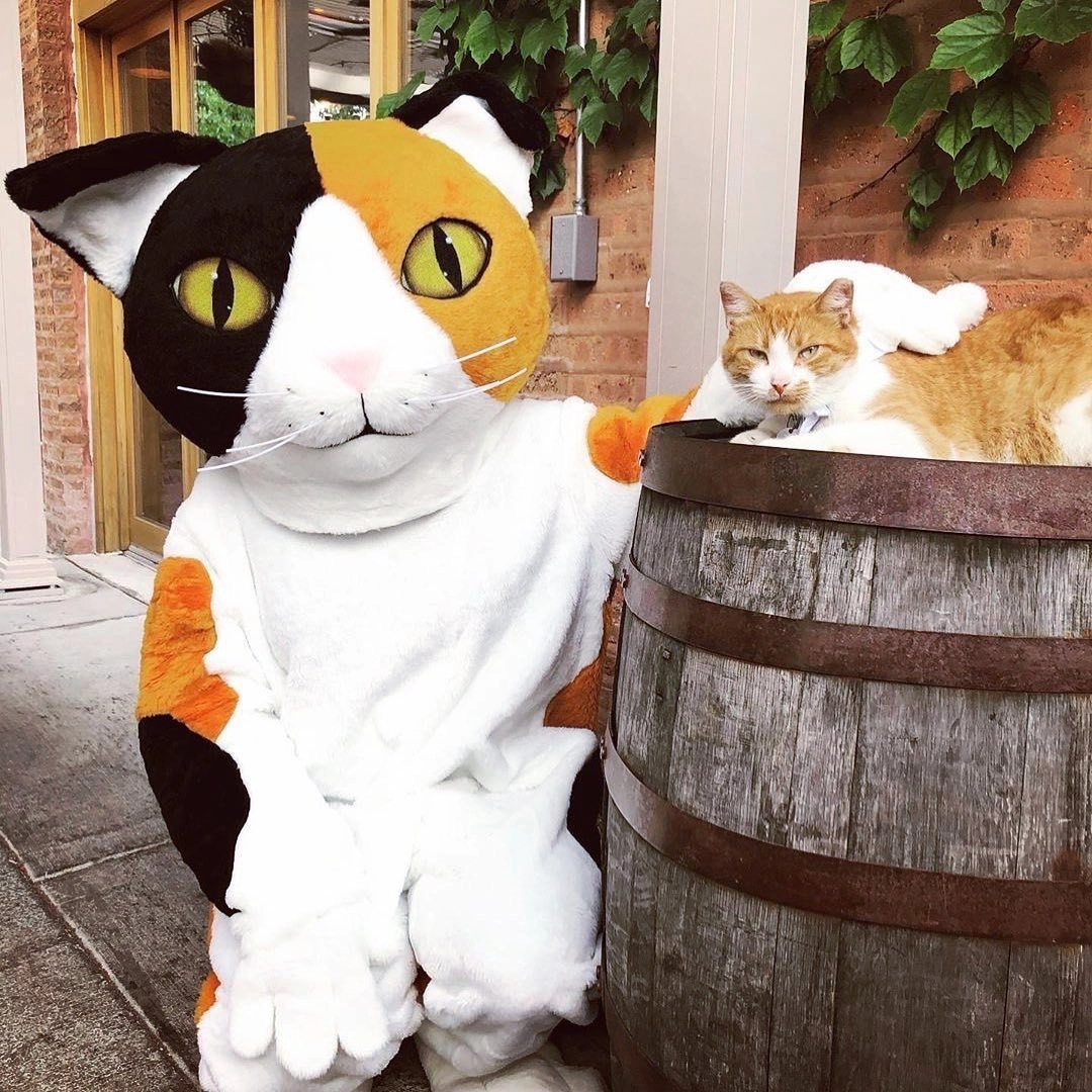 Сотрудники Tree House Humane Society помещают двух или трех стерилизованных кошек в жилые или коммерческие помещения, где возникают проблемы с крысами