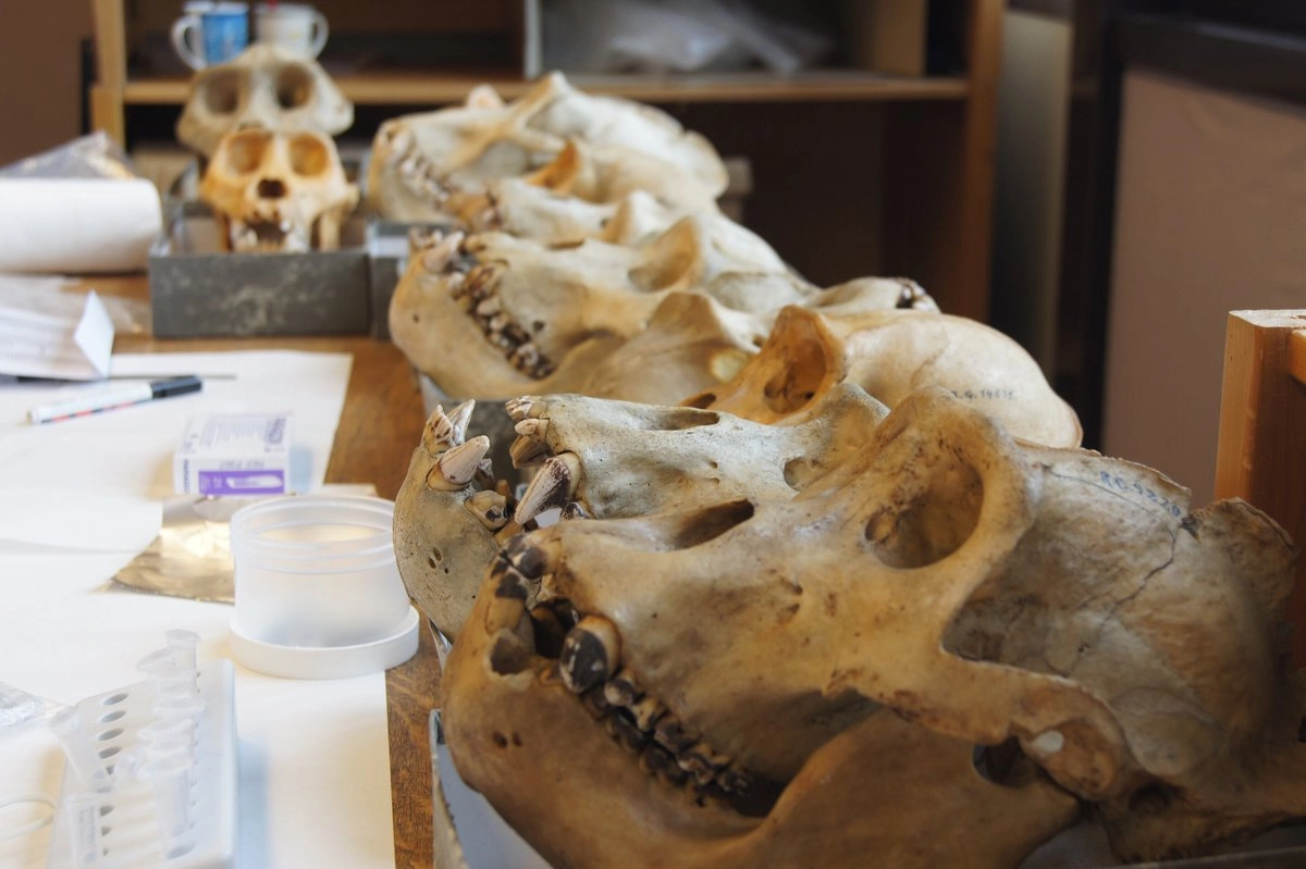 Ученые исследовали зубы неандертальцев, а также предков человека и приматов.