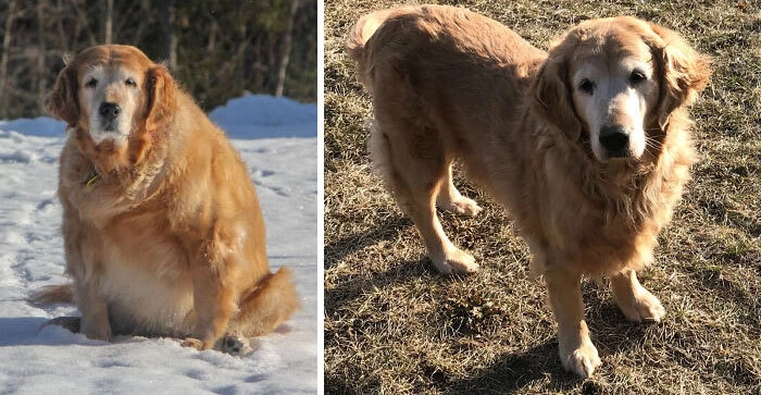 Два года активных прогулок помогли Шайло сбросить лишний вес и стать здоровой собакой. 