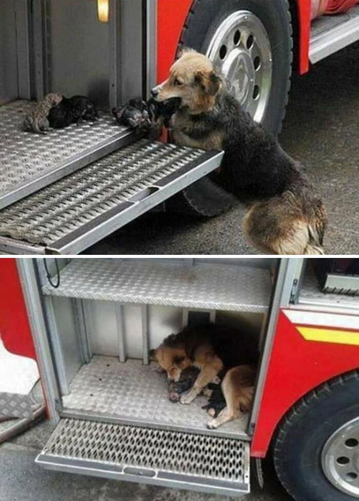 Собака спасла своих щенков от пожара и принесла в пожарную машину, чтобы им оказали помощь. 