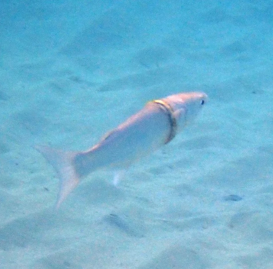 Сьюзан занималась сноркелингом, когда заметила кефаль, у которой на шее было золотое обручальное кольцо