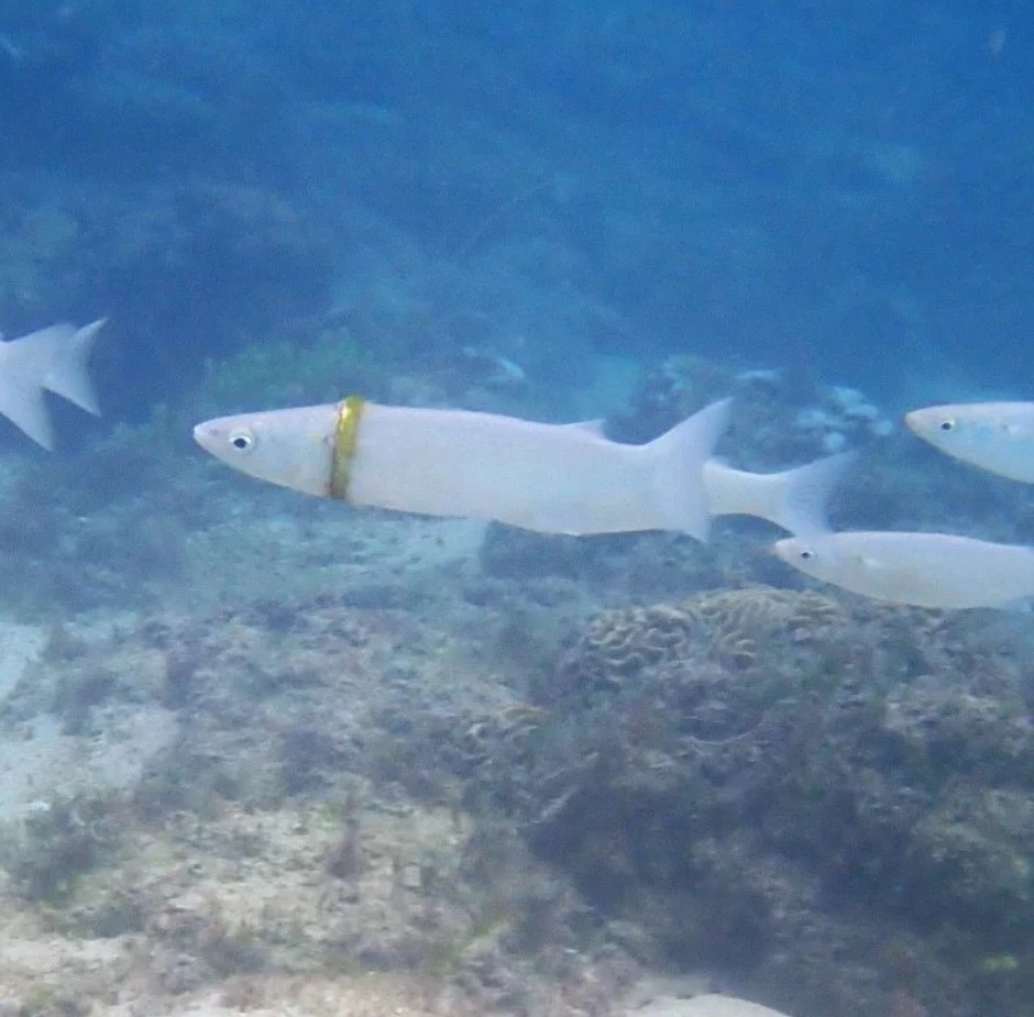 Чтобы вернуть кольцо его владельцу, необходимо поймать рыбу в сеть, прежде чем осторожно снять украшение с ее шеи