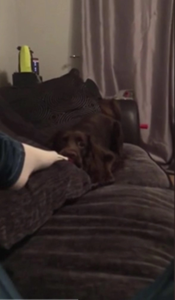 Иногда Харви снимает носки прямо с ног хозяев Иногда Харви снимает носки прямо с ног хозяев