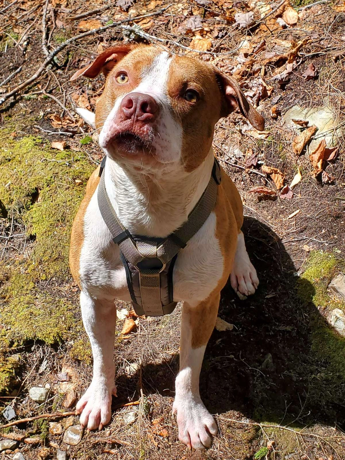 Чарли вовремя заметил, что Дональда укусил шершень