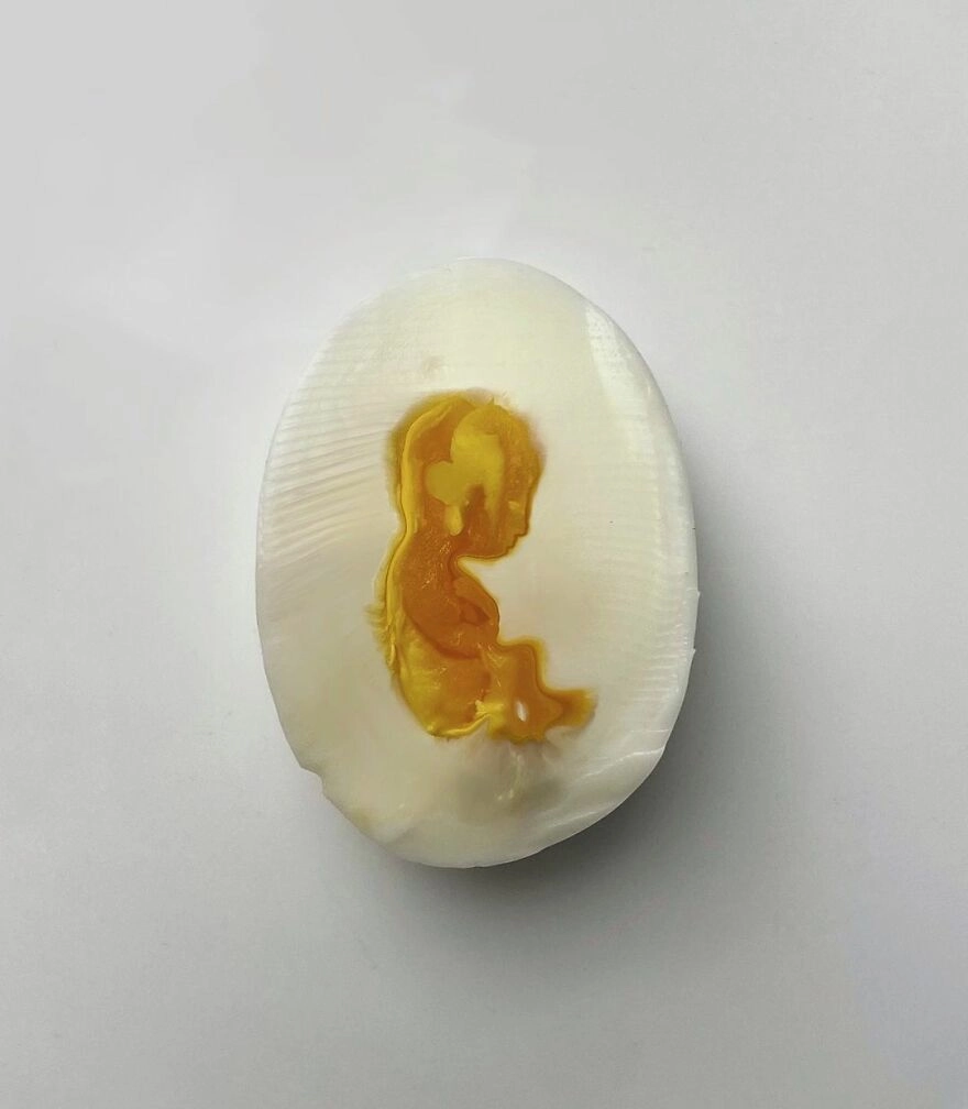 Зарождение жизни. Зарождение жизни.