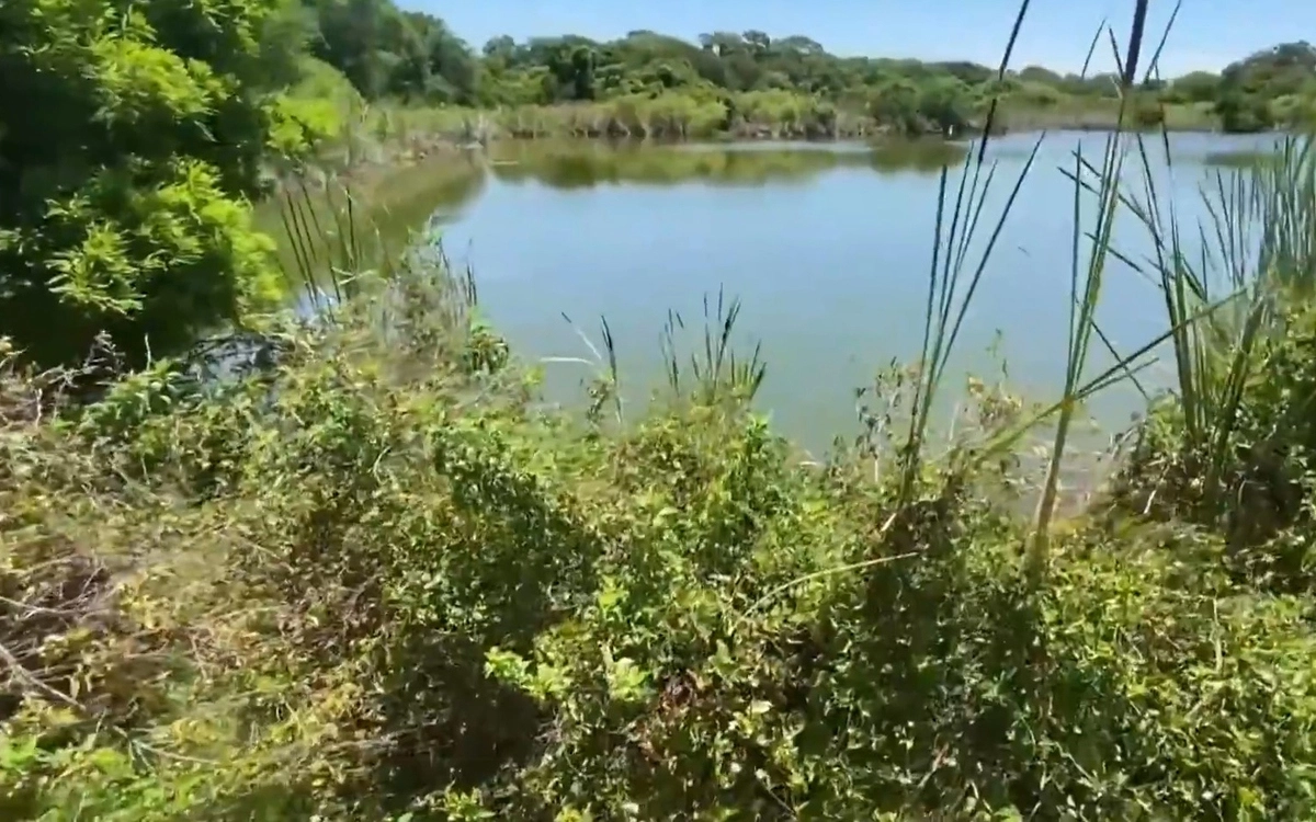 Хозяин и пес шли рядом с небольшим водоемом, как вдруг на них выскочил огромный трехметровый аллигатор Хозяин и пес шли рядом с небольшим водоемом, как вдруг на них выскочил огромный трехметровый аллигатор