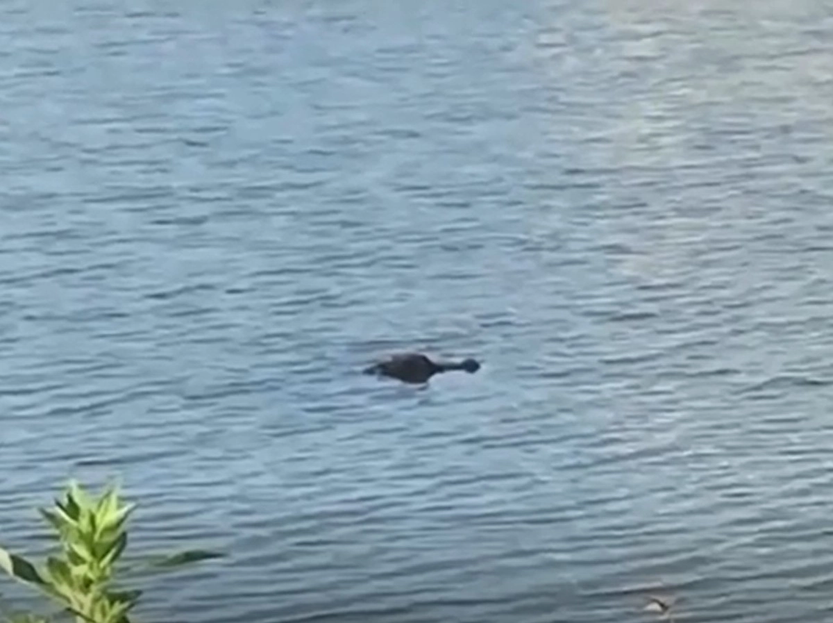 Власти Флориды пытаются найти аллигатора, напавшего на Джейка и Майка, поскольку он явно представляет опасность для местного населения Власти Флориды пытаются найти аллигатора, напавшего на Джейка и Майка, поскольку он явно представляет опасность для местного населения