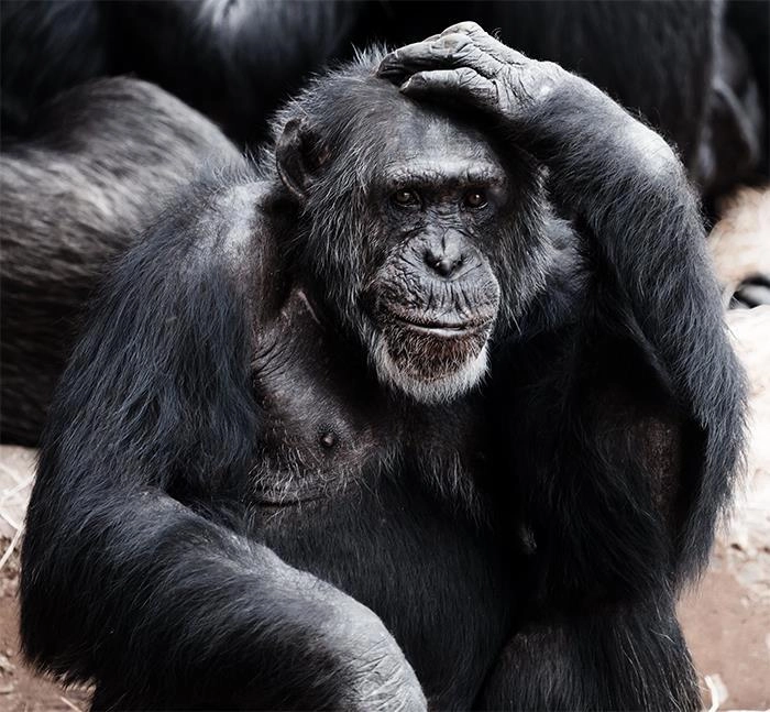 У людей и шимпанзе приблизительно одинаковое количество волос на теле, просто человеческие волосы намного тоньше и короче. 