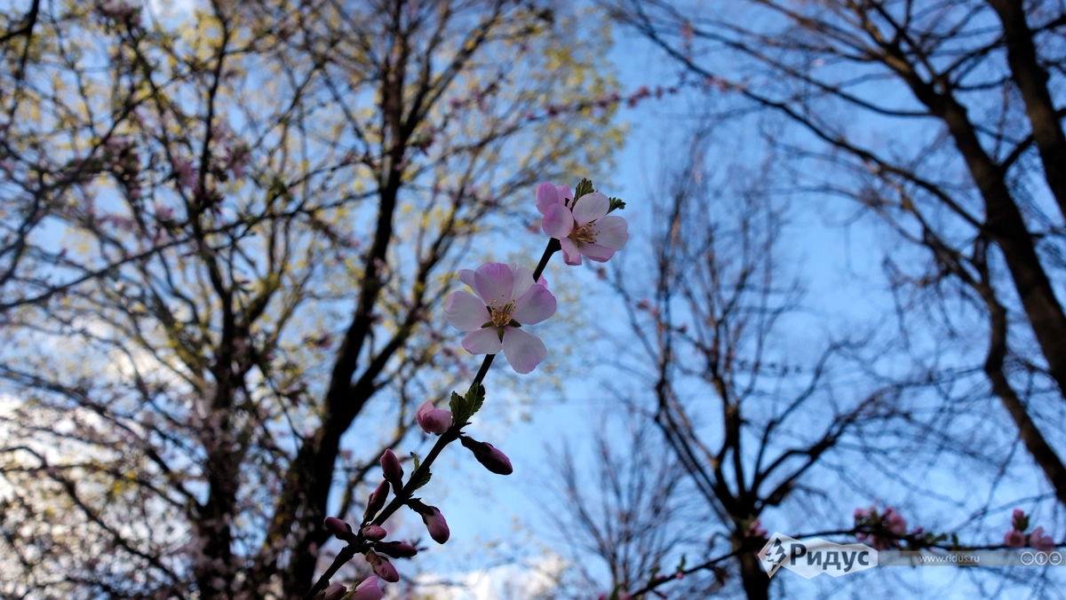 Отличить цветки вишни от цветков яблони или персика сложнее, чем кажется. Основной признак: у сакуры лепестки имеют продольную впадинку.