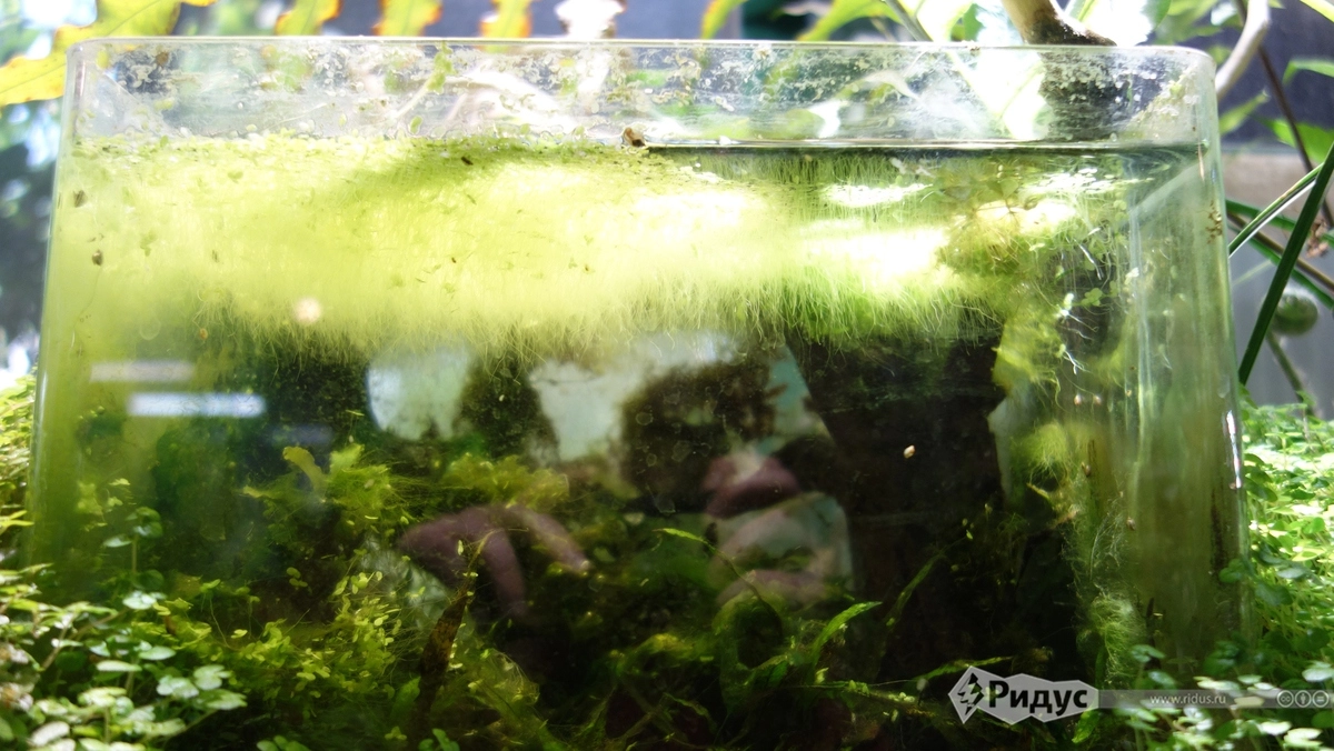 Обычный аквариум внутри оранжереи, но смотрится эффектно.