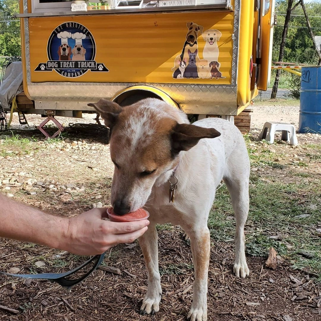 Собачьи вафли Woof, мороженое Four-Legged Froyo и смузи NutriPooch являются лидерами продаж компании, особенно в жаркую погоду Собачьи вафли Woof, мороженое Four-Legged Froyo и смузи NutriPooch являются лидерами продаж компании, особенно в жаркую погоду