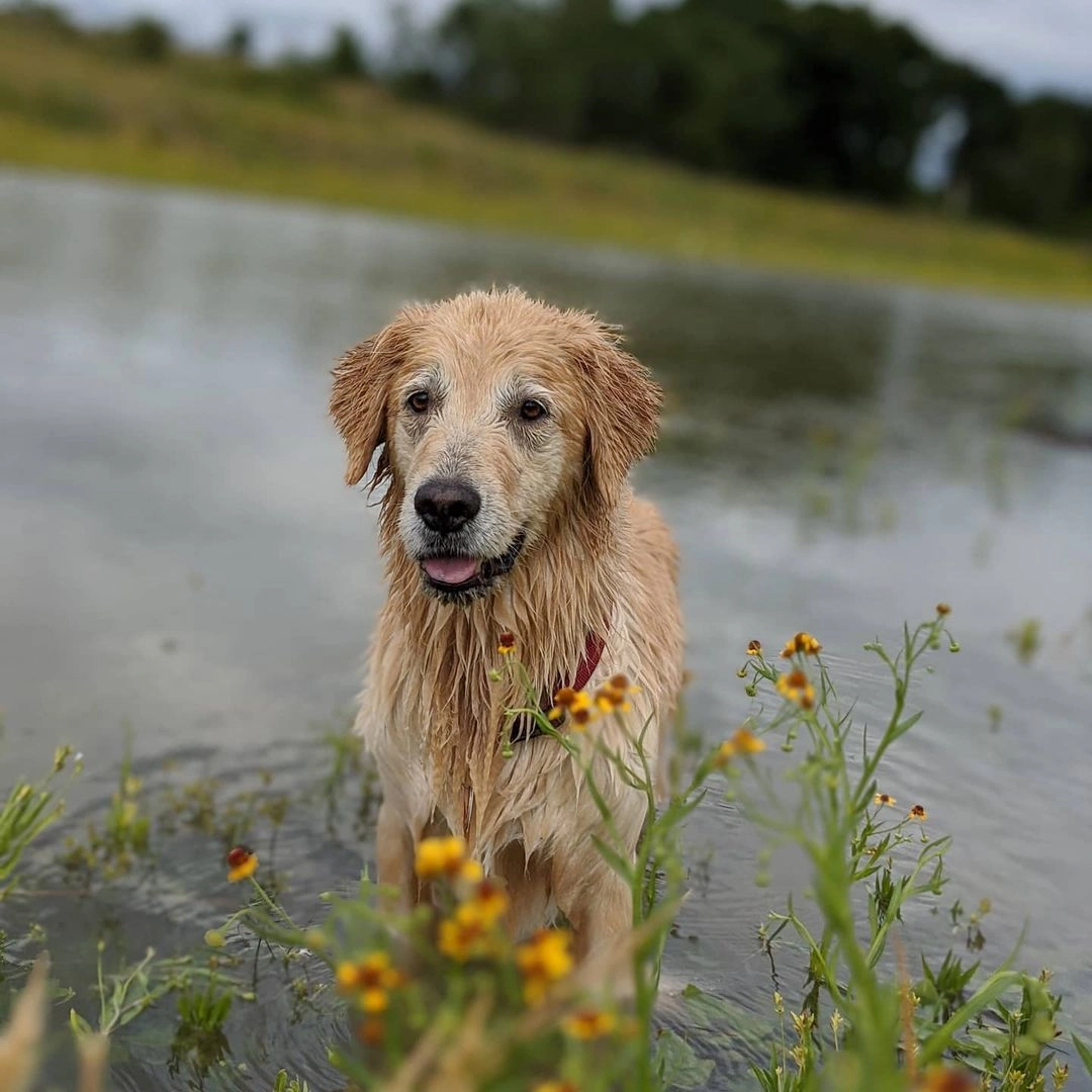 В выходные дни Лили любит плавать, играть вместе со своим братом Чарли и ходить в походы В выходные дни Лили любит плавать, играть вместе со своим братом Чарли и ходить в походы