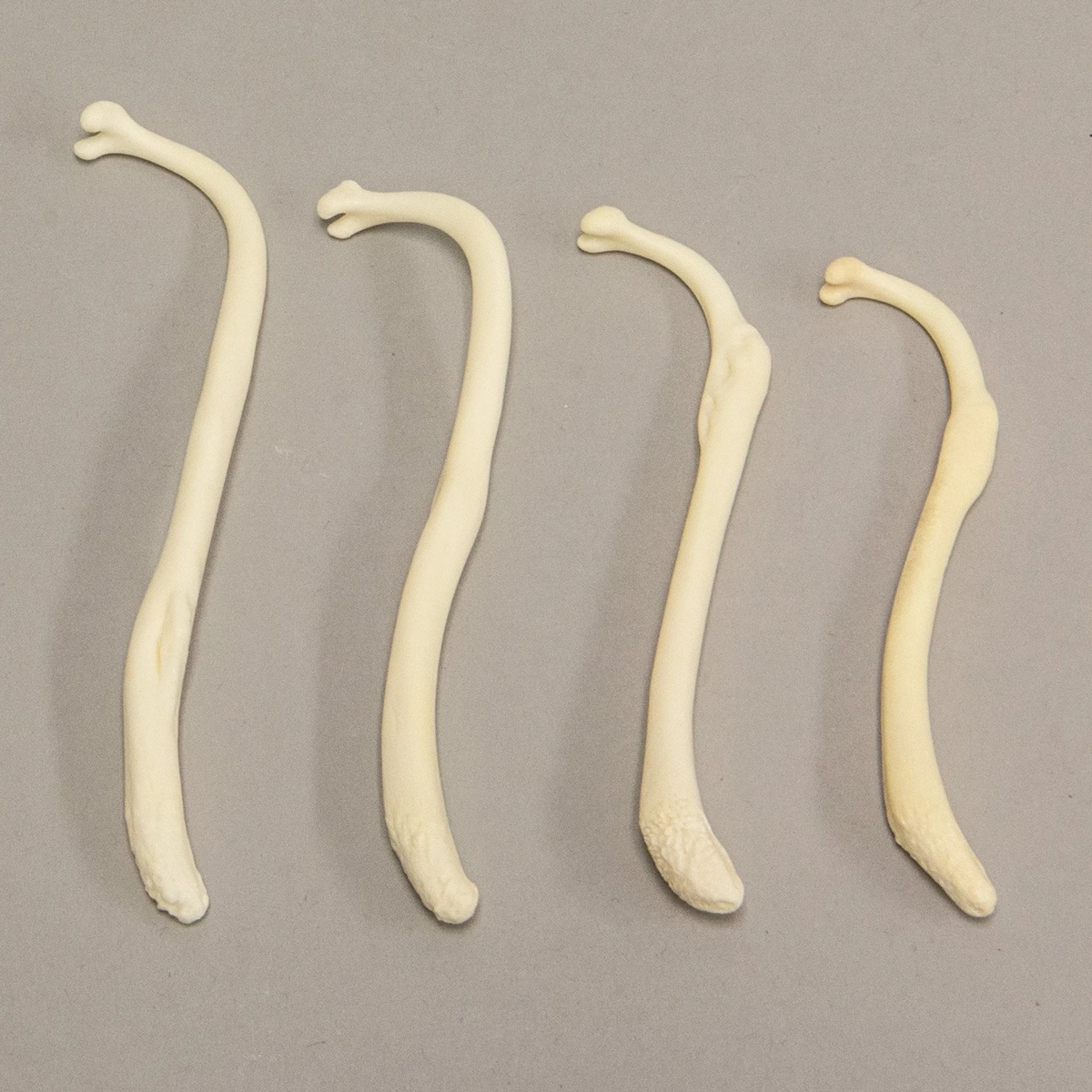 Ответ: честно говоря, это кость из члена енота. Раньше индейцы делали из костей этих животных зубочистки. Судя по всему, вам попалась такая зубочистка Ответ: честно говоря, это кость из члена енота. Раньше индейцы делали из костей этих животных зубочистки. Судя по всему, вам попалась такая зубочистка