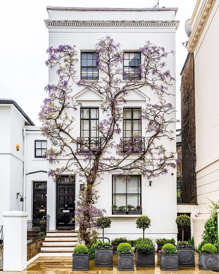 Цветущая глициния на одном из домов Лондона. 