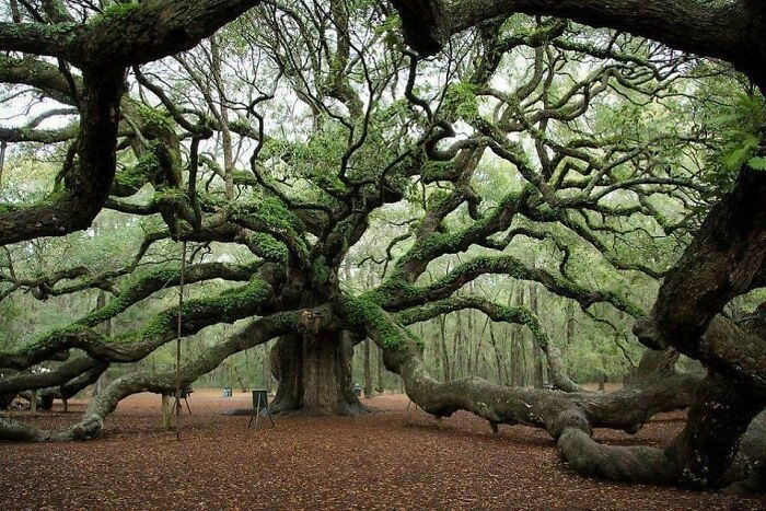 Старейшее дерево недалеко от Миссисипи. 