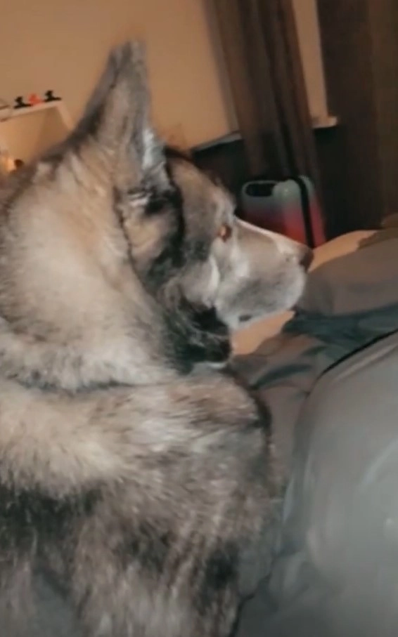 Собакен чувствовал себя как дома