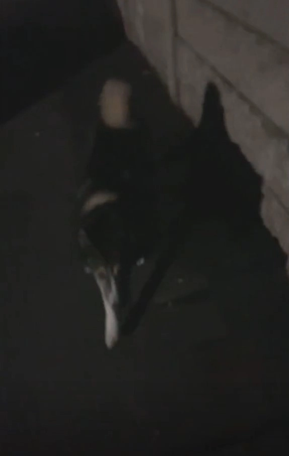 Миа встретила хвостатого незнакомца по дороге домой