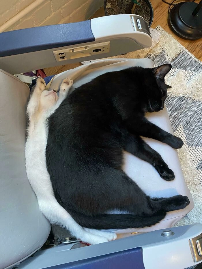 Доминируй, унижай, занимай всю кровать. 