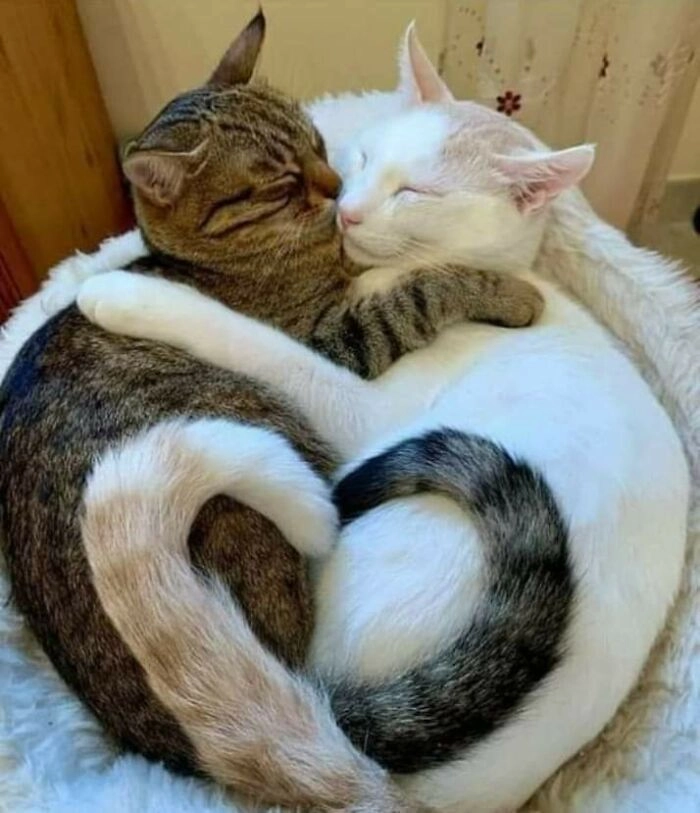Две кошки, одно сердце. 