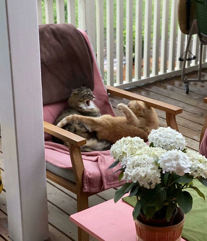 Милые бранятся - только тешатся. 