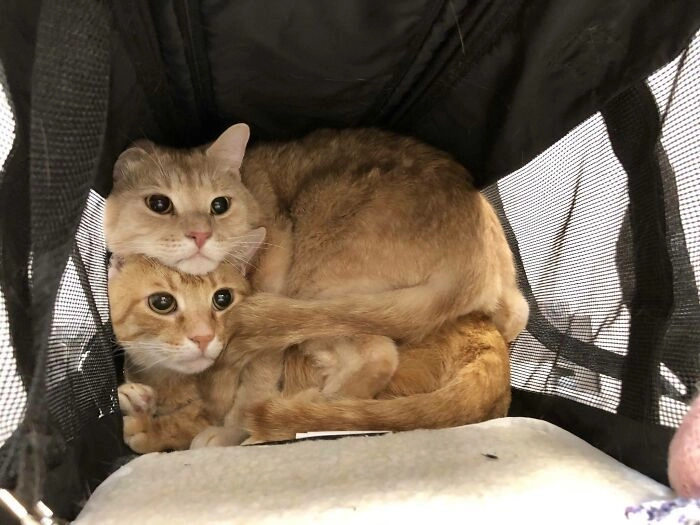 Боязнь ветклиник. 