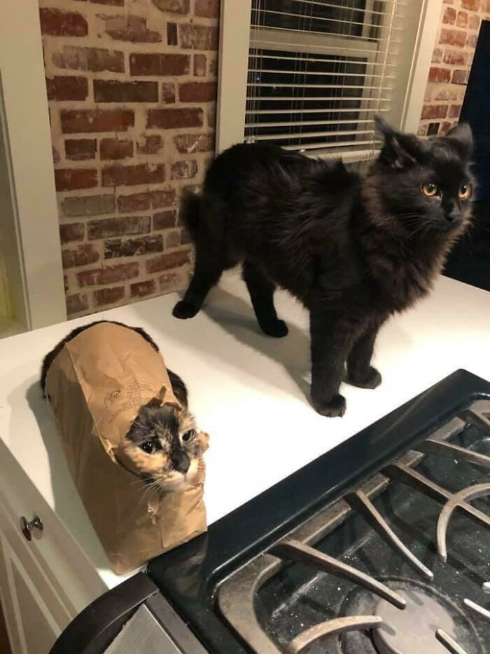 Есть два типа кошек. 