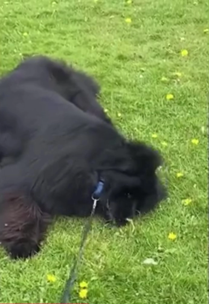 Поднять и расшевелить собакена, пока он сам не захочет встать и пойти, практически невозможно. 